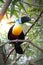 Channel-billed toucan Ramphastos vitellinus on the branch.