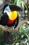 Channel-billed toucan Ramphastos vitellinus on the branch.