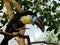 Channel-billed toucan Ramphastos vitellinus, der Dottertukan or Le Toucan ariel - The Zoo ZÃ¼rich Zuerich or Zurich, Schweiz