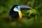 Channel-billed Toucan, Ramphastos vitellinus, sitting on branch in tropical green jungle, Colombia. Big beak bird. Detail portrait