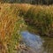 Channel through the cat tails