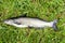 Channel catfish