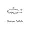 channel catfish icon. Element of marine life for mobile concept and web apps. Thin line channel catfish icon can be used for web a