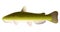 Channel catfish isolated illustration