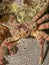 Channel clinging crab,Mithrax spinosissimus