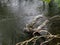 Channel water flow and driftwood on a background of water