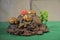 Channeled apple snail amphibious animal display