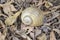 Channeled applesnail on the ground - Pomacea canaliculata