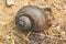 Channeled applesnail on the ground - pomacea canaliculata