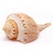 Channeled Whelk Spiral Shell