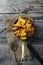 Chantarelle mushrooms picked in bowls