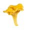 Chanterelle