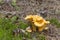 Chanterelle, Cantharellus cibarius