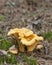 Chanterelle, Cantharellus cibarius