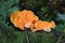 Chanterelle Cantharellus cibarius fungi