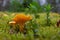 Chanterelle or Cantharellus cibarius in the grass