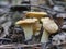 Chanterelle edible mushrooms
