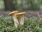 Chanterelle edible mushrooms