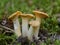 Chanterelle edible mushrooms