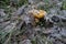 Chanterelle, golden chanterelle - edible mushroom. Fungus in the natural