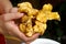 Chanterelle mushroom