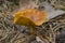 Chanterelle mushroom false