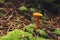 Chanterelle mushroom (Hygrophoropsis aurantiaca)