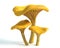 Chanterelle Mushrooms