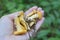 Chanterelle mushrooms in female hand in forest.