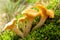 Chanterelle mushrooms in a forest. Edible mushrooms