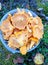 chanterelle mushrooms picking in the forest top view summer time