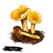 Chanterelle wild edible mushroom, Cantharellus, Craterellus, Gomphus, and Polyozellus. Digital art illustration, natural food,