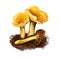 Chanterelle wild edible mushroom, Cantharellus, Craterellus, Gomphus, and Polyozellus. Digital art illustration, natural food,