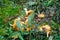 Chanterelle yellow and other mushrooms in a forest