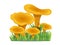 Chanterelles mushrooms. vegetable healthy food. mushrooms isolat