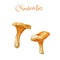 Chanterelles. Watercolor edible mushrooms. Bright hand-drawn two mushroom.