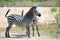 Chaomans zebra equus quagga on the open plains in Southern Africa, Zambia