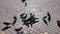 Chaotic fast motion of pigeons while feeding outdoor. Blur shadows of people passing by