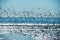 Chaotic flight of a large flock of birds on the ocean