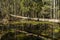 Chaotic spring forest lush with messy tree trunks and some foliage