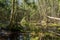 Chaotic spring forest lush with messy tree trunks and some foliage