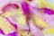 Chaotic yellow, pink, lilac colored feathers background.