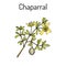 Chaparral Larrea tridentata , or creosote bush, greasewood, medicinal plant