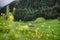 The chapel St. Johann in Val di Funes valley, South Tyrol, Italy. Blossom of sommer flower in foreground field