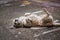 Chapi breed dog sunbathing