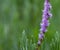 Chapman`s blazing star Liatris chapmanii in selective focus with blurred natural green background