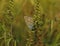 Chapman`s blue butterfly Polyommatus thersites