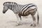 Chapman`s zebra Equus quagga chapmani.