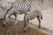 Chapman`s zebra Equus quagga chapmani