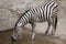 Chapman`s zebra Equus quagga chapmani